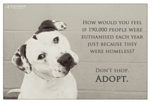 ... . He is at Staffy Rescue NSW. Image by Nicole Harrison Photography