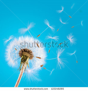 Overblown dandelion with seeds flying away with the wind - stock photo