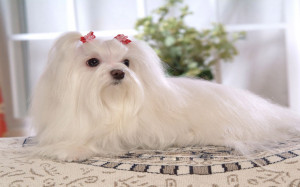The Maltese Mix White Cute Dog
