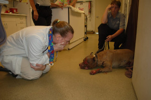 Related Items article burned dog Dog justicce justice dog pit bull