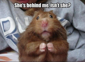 Funny Hamster Quotes Funny hamsters