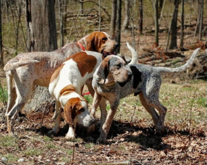 ... Coonhound Dogs, Coon Hound, English Coonhound, Coon Dogs, Hound Image