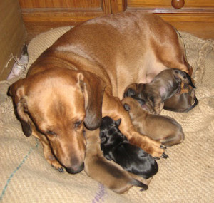 Adorable Dachshund Mother with Puppies