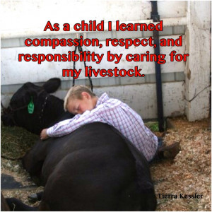 in the city. It was waking up early for school to feed show steers ...