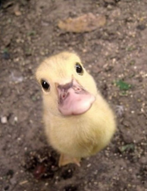 Cute Animals That Will Make you Smile / Flash Solver
