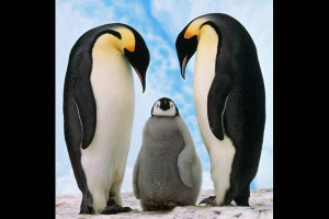 Emperor Penguin Picture Slideshow