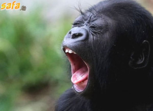 15 Funny Pictures of People Yawning
