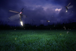 Lightning bug research is a fun learning experience for your family ...