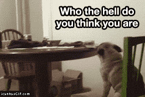 dog pug bitch animated gif animal funny pics pictures pic picture ...