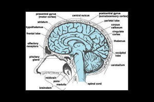 Human brain