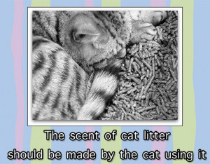 scented-cat-litter-made-my-cat-sneeze.jpg