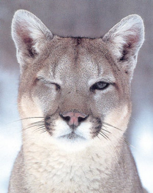Cougars: Doomed To Extinction?