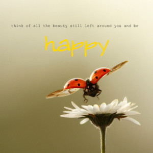 sayings request filled request happy beauty be happy ladybug joaninha