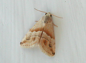 staying fat for sarah byrnes ban together for the kids bass tab