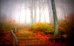 Path through foggy forest during fall. ‘The soul that sees beauty ...