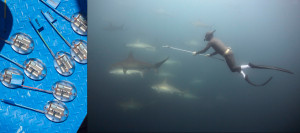 Struggling to Save Sharks From Extinction