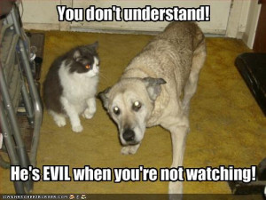 funny pictures dog says that cat is evil when you are not watching ...