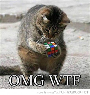 omg wtf cat lolcat animal holding rubix cube funny pics pictures pic ...