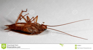 Funny Cockroach Pictures Images Quotes Picture