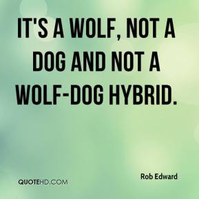 Rob Edward - It's a wolf, not a dog and not a wolf-dog hybrid.