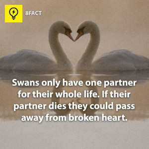 ... life. If their partner dies they could pass away from broken heart