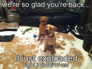 funny labradors