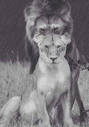 king will always have his queen's back, tweets Priyanka