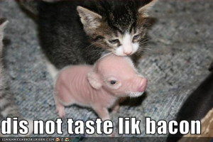 funny-pictures-kitten-tastes-uncooked-bacon1