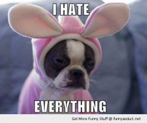 hate everything dog pug puppy animal bunny ears rabbit costume sad ...