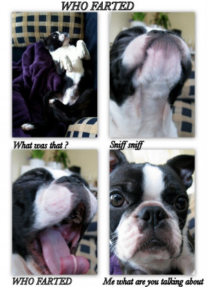 Who Farted? Funny Collage with Photos of a Dog named Lucca
