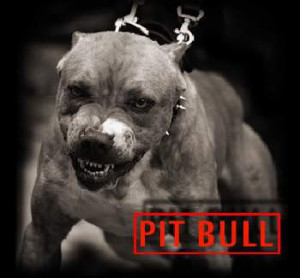 All Graphics » RIP I PIT BULL