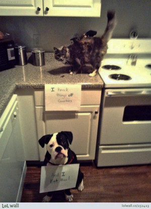 ... , Dogs Shaming, Pets Shaming, Dogs Food, Animal Funny, Team Work