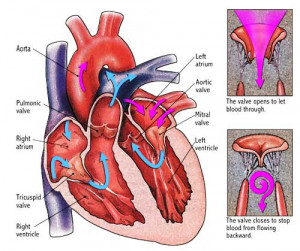 Heart valves and how they function.