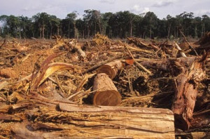 La deforestación, como todo proceso tiene sus causasfundamentales ...