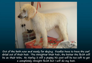 Funny Quotes Dog Groomer Card Templates 324 X 324 12 Kb Jpeg