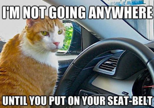 funny cat drive a car