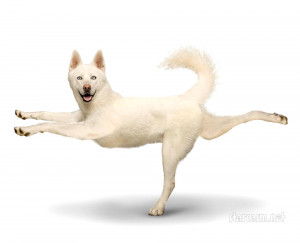 ... Dogs wall calendar features a variety of pooches in various yoga poses