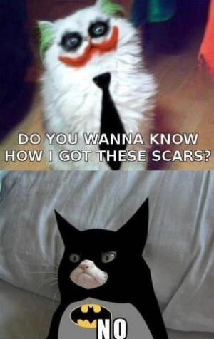 Joker vs. Batman ~ Funny Cats - cats Photo