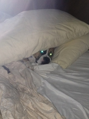 Boxer dog scared of thunder storms!
