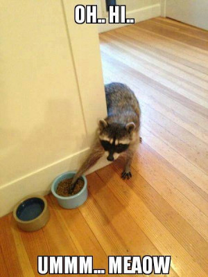Sneaky Raccoon Steals Cat Food - Image