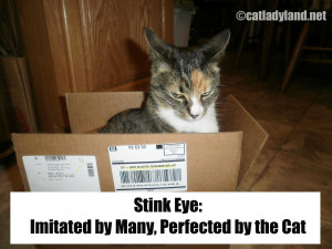 MeowMonday, TunaTuesday CatLadyLand Cat-Toon, Kitty Stink Eye