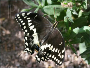 Picture of Close Up shot of a butterfly resting on a plant