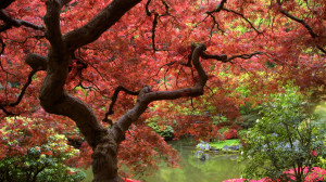 Home > Nature > Landscapes > Autumn Nature Desktop Backgrounds
