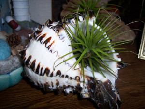 Seashell Planters With Air