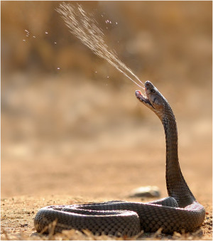 ALL ABOUT SPITTING COBRAS