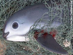 of the Vaquita Porpoise - the world's most endangered marine mammal ...