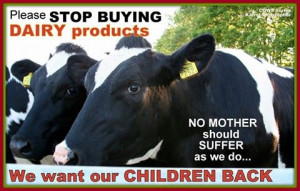 Animal Quotes, Animal Rights & Religions: Take responsibility for your ...