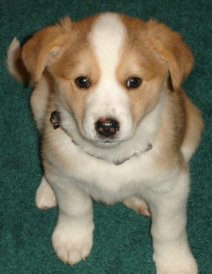 Puppies Mixed Breed Dogs