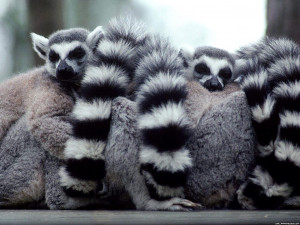 Lemurs Lemurs