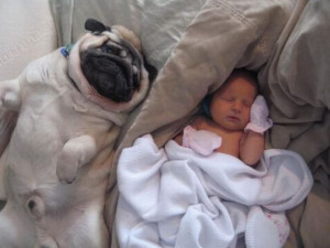 That's a tired pug! This is the cutest thing I have ever seen!!